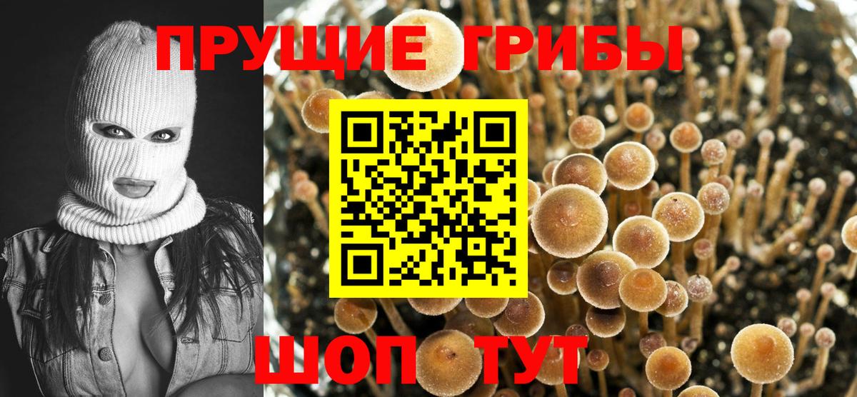 Псилоцибиновые грибы прущие грибы  купить   Шебекино  Псилоцибиновые грибы прущие грибы  Вход с VPN 